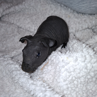 Cavia skinny o cavia nuda