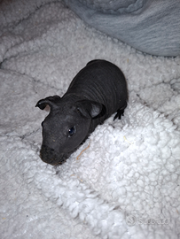 Cavia skinny o cavia nuda