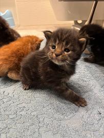 Cuccioli di Mainecoon