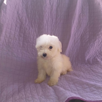 Cucciolo di maltese toy