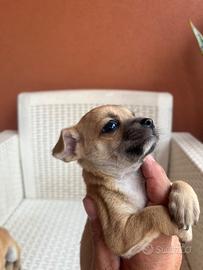 Chihuahua