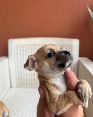 Chihuahua