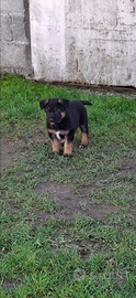 Cuccioli pastore tedesco