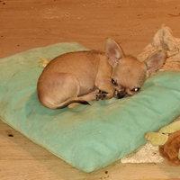 Chihuahua mini toy