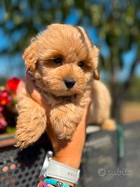 Orsa, cucciola di maltipoo