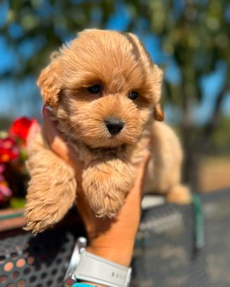 Orsa, cucciola di maltipoo