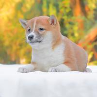 Cucciola di Shiba Inu femmina disponibile