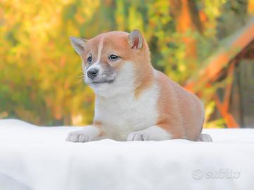 Cucciola di Shiba Inu femmina disponibile