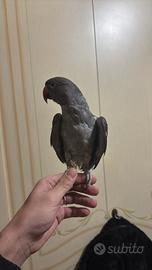 Uccelli