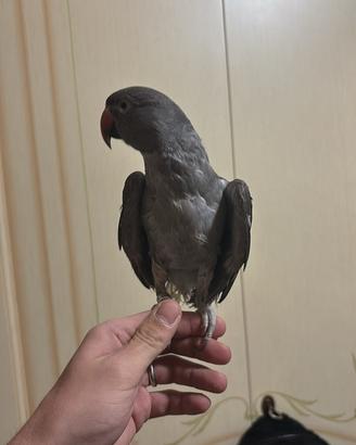 Uccelli