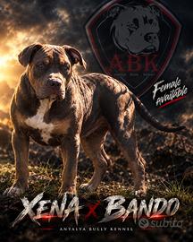 American Bully xxl /xl