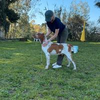 Bracco italiano disponibile per monte