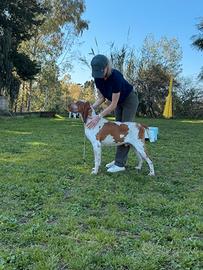 Bracco italiano disponibile per monte