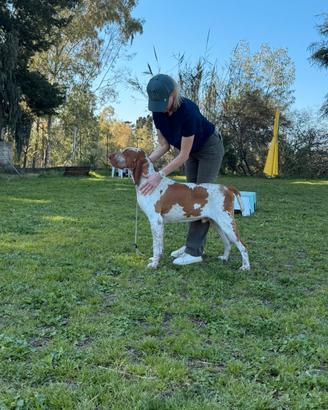 Bracco italiano disponibile per monte