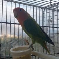 Femmina di inseparabile