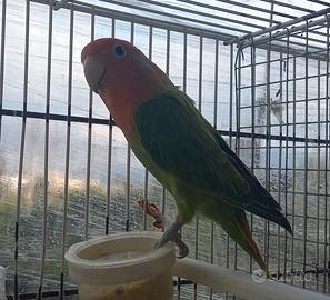 Femmina di inseparabile