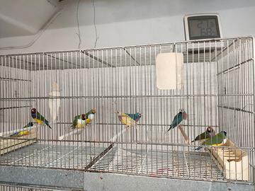 Diamanti di Gould