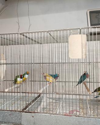 Diamanti di Gould