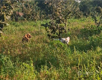 Pointer inglese femmina 2 anni