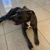 Pitbull Terrier