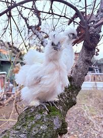 Galline pulcini galletti moroseta