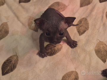 Sphynx cuccioli pedigree