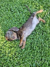 Bassotti arlecchini kaninchen nani pedigree Enci