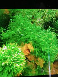 Piante in vetroresina ♻️ Eheim ✅ magnete tempera