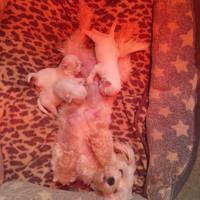 Maltese toy cuccioli