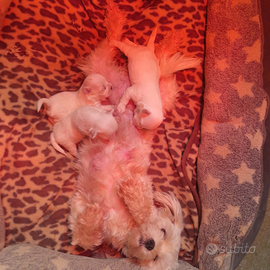 Maltese toy cuccioli