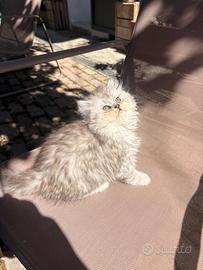 Disponibili cuccioli persiani