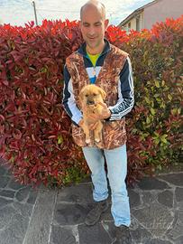 Cucciolo di Shihtzu x Pinscher