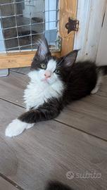 Maine coon femminuccia Black Smoke and White 