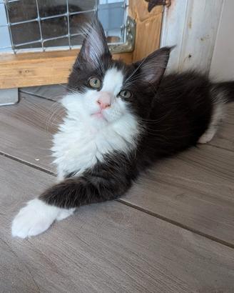 Maine coon femminuccia Black Smoke and White 