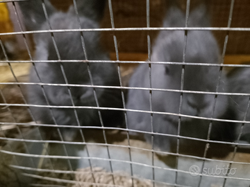 Conigli blu di Vienna