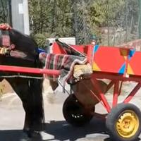 carrettella per puledri