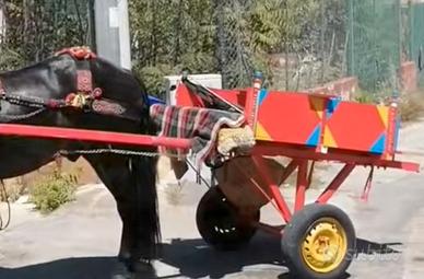 carrettella per puledri