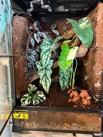 Terrario