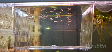 Avannotti pesci molly