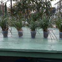 PIANTINE DI CONVALLARIA JAPONICA