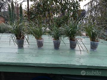 PIANTINE DI CONVALLARIA JAPONICA