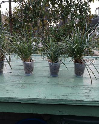 PIANTINE DI CONVALLARIA JAPONICA