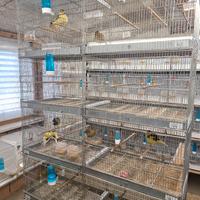 batteria gabbie borgovit 