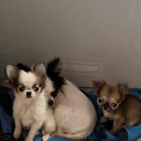 Cucciole di chihuahua