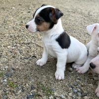 Cuccioli jack russel