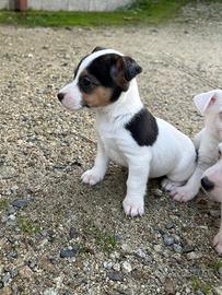 Cuccioli jack russel