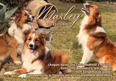 Border collie
