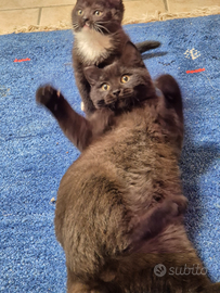 Maschio di Scottish Stright Blask Chocolate