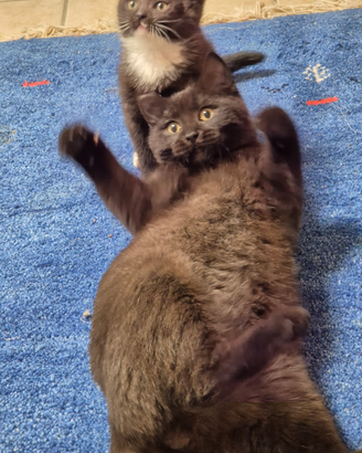 Maschio di Scottish Stright Blask Chocolate