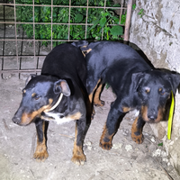 Cuccioli Jagd Terrier